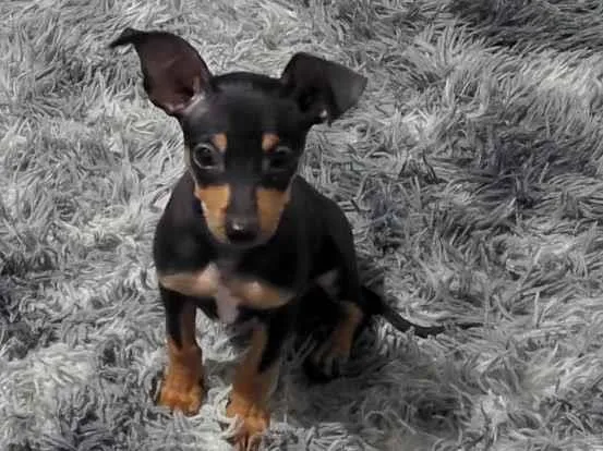 Cachorro raça Pinscher idade 2 a 6 meses nome Juninho