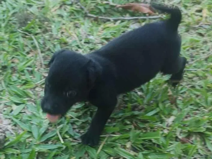 Cachorro raça SRD-ViraLata idade 2 a 6 meses nome flecha 