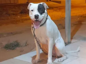 Cachorro raça Pit-Bull idade 3 anos nome luna