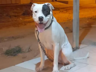 Cachorro raça Pit-Bull idade 3 anos nome luna