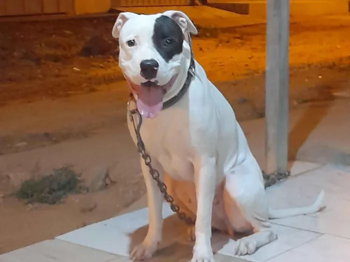 Cachorro raça Pit-Bull idade 3 anos nome luna