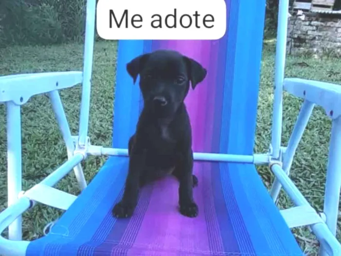 Cachorro raça SRD-ViraLata idade 2 a 6 meses nome pitoca