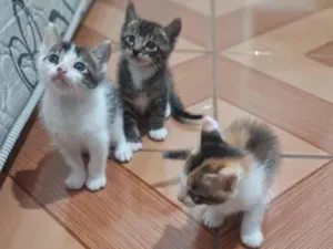 Gato raça SRD-ViraLata idade Abaixo de 2 meses nome Gatinhos filhotes 