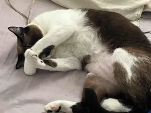 Gato raça SRD-ViraLata idade 5 anos nome Estrela