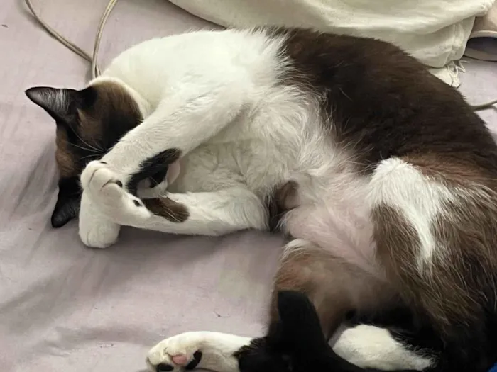 Gato raça SRD-ViraLata idade 5 anos nome Estrela