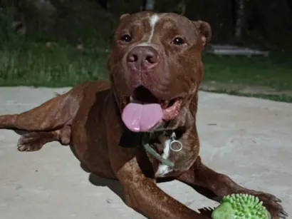 Cachorro raça Pit-Bull idade 2 anos nome Grandão