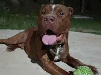 Cachorro raça Pit-Bull idade 2 anos nome Grandão