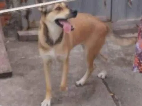 Cachorro raça Labrador idade 1 ano nome Chacha.