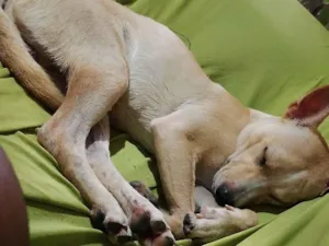 Cachorro raça SRD-ViraLata idade 1 ano nome Bolsonaro 