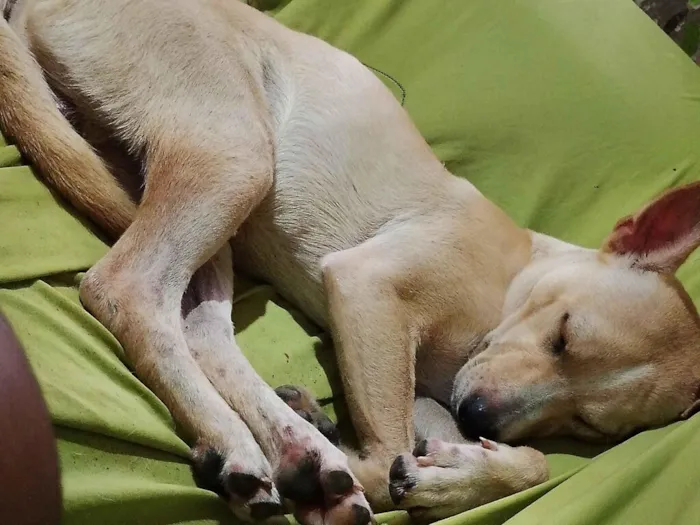 Cachorro raça SRD-ViraLata idade 1 ano nome Bolsonaro 