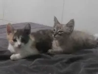 Gato raça SRD-ViraLata idade 2 a 6 meses nome boni a mae e os outros dois e lili e tildo