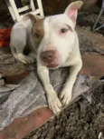 Cachorro raça Pit-Bull idade 2 anos nome Barone
