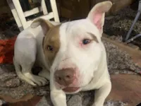 Cachorro raça Pit-Bull idade 2 anos nome Barone