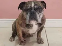 Cachorro raça Bulldog idade 5 anos nome Mila