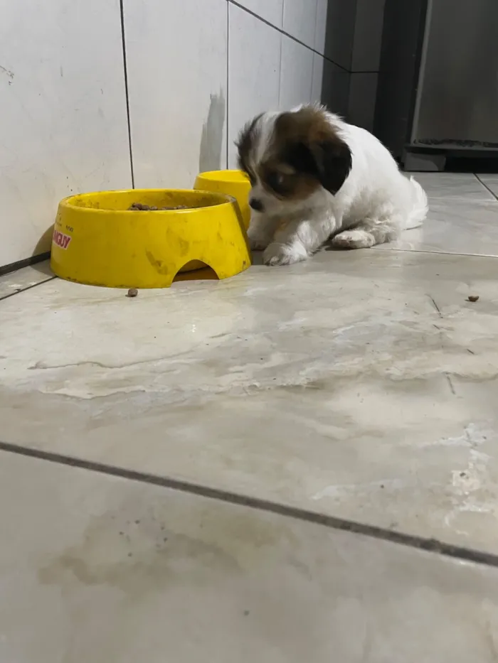 Cachorro raça SRD-ViraLata idade Abaixo de 2 meses nome Belinha