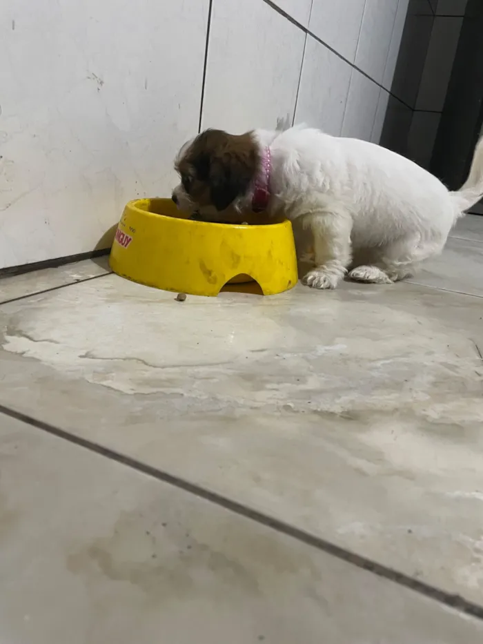 Cachorro raça SRD-ViraLata idade Abaixo de 2 meses nome Belinha