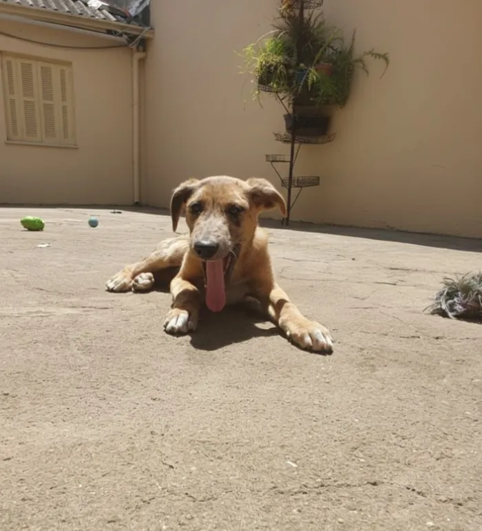 Cachorro raça SRD-ViraLata idade 2 a 6 meses nome Mahfuz