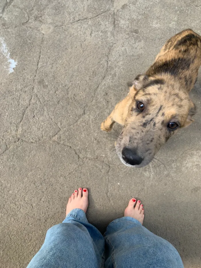 Cachorro raça SRD-ViraLata idade 2 a 6 meses nome Mahfuz