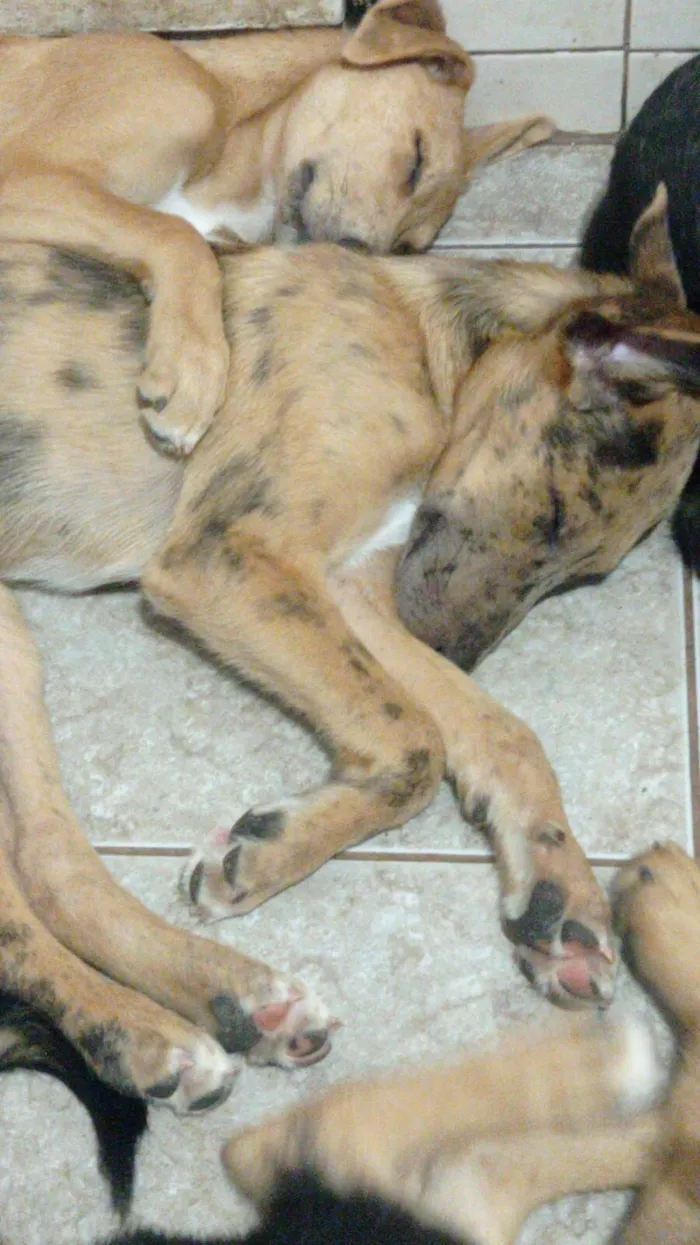Cachorro raça SRD-ViraLata idade 2 a 6 meses nome Mahfuz
