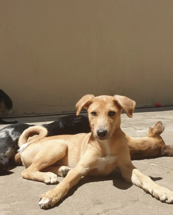 Cachorro raça SRD-ViraLata idade 2 a 6 meses nome Zalilah