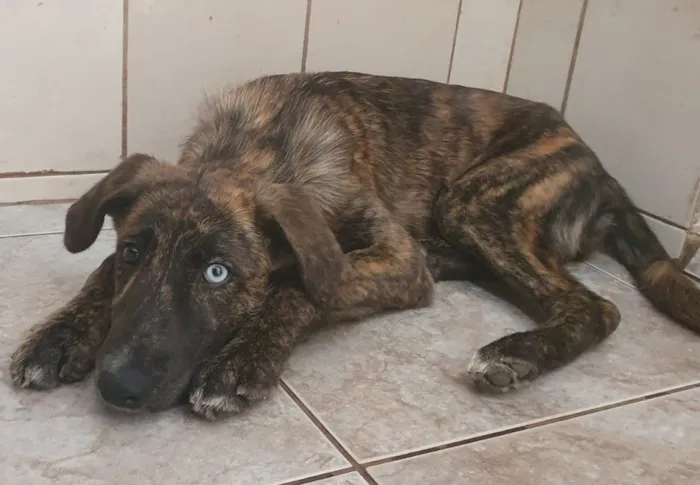 Cachorro raça SRD-ViraLata idade 2 a 6 meses nome Storm
