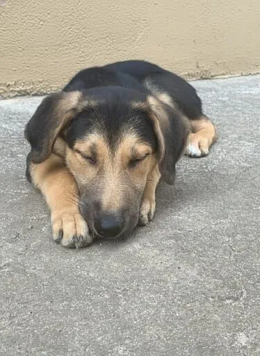 Cachorro raça SRD-ViraLata idade 2 a 6 meses nome Thor