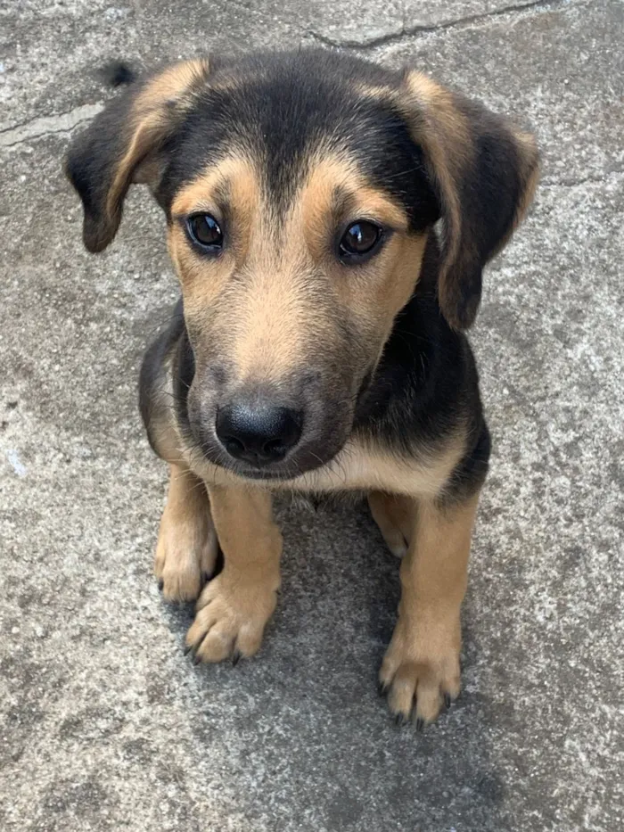 Cachorro raça SRD-ViraLata idade 2 a 6 meses nome Thor