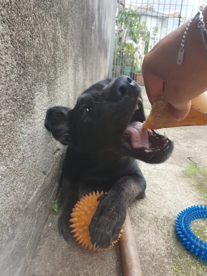 Cachorro raça SRD-ViraLata idade 2 a 6 meses nome Nymeria