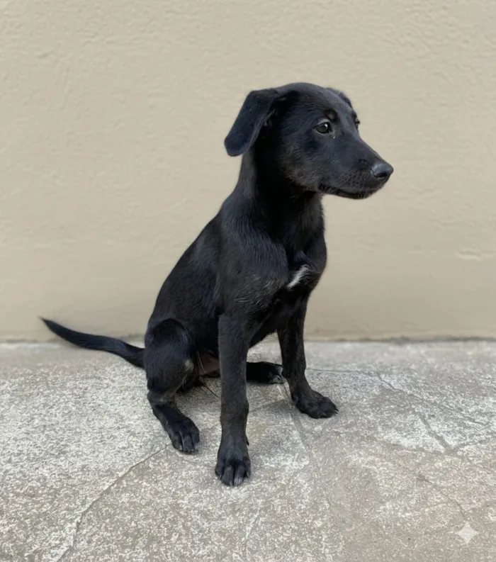 Cachorro raça SRD-ViraLata idade 2 a 6 meses nome Nymeria