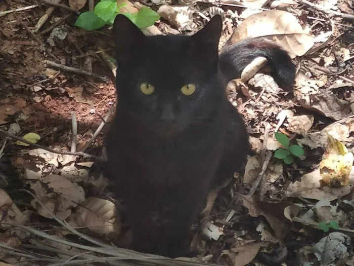 Gato raça SRD-ViraLata idade 1 ano nome sem nome :(