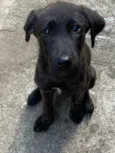 Raj