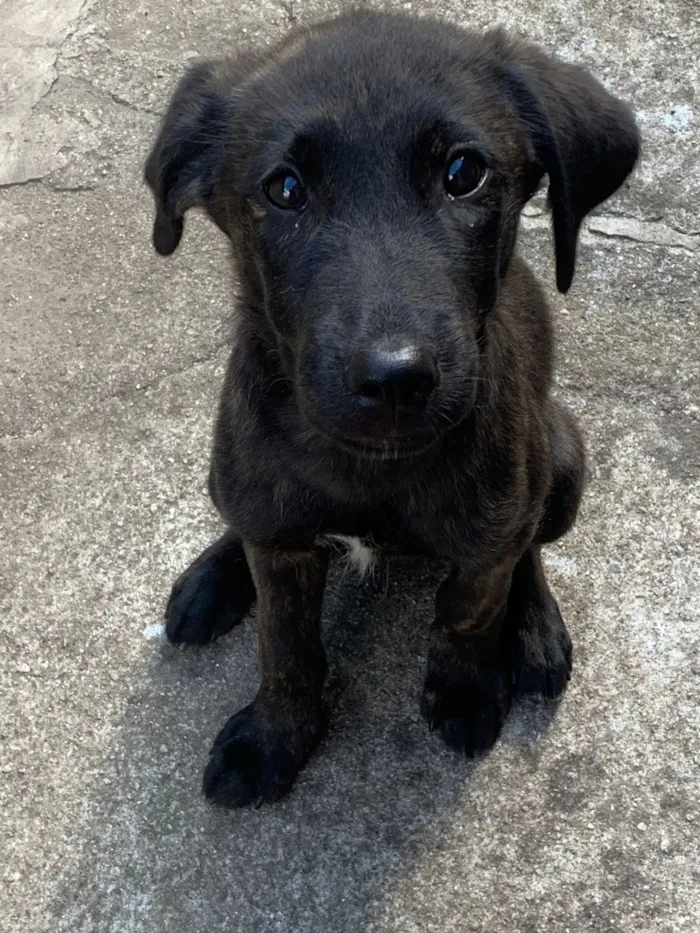 Cachorro raça SRD-ViraLata idade 2 a 6 meses nome Raj