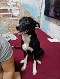 Cachorro raça SRD-ViraLata idade 2 anos nome preta