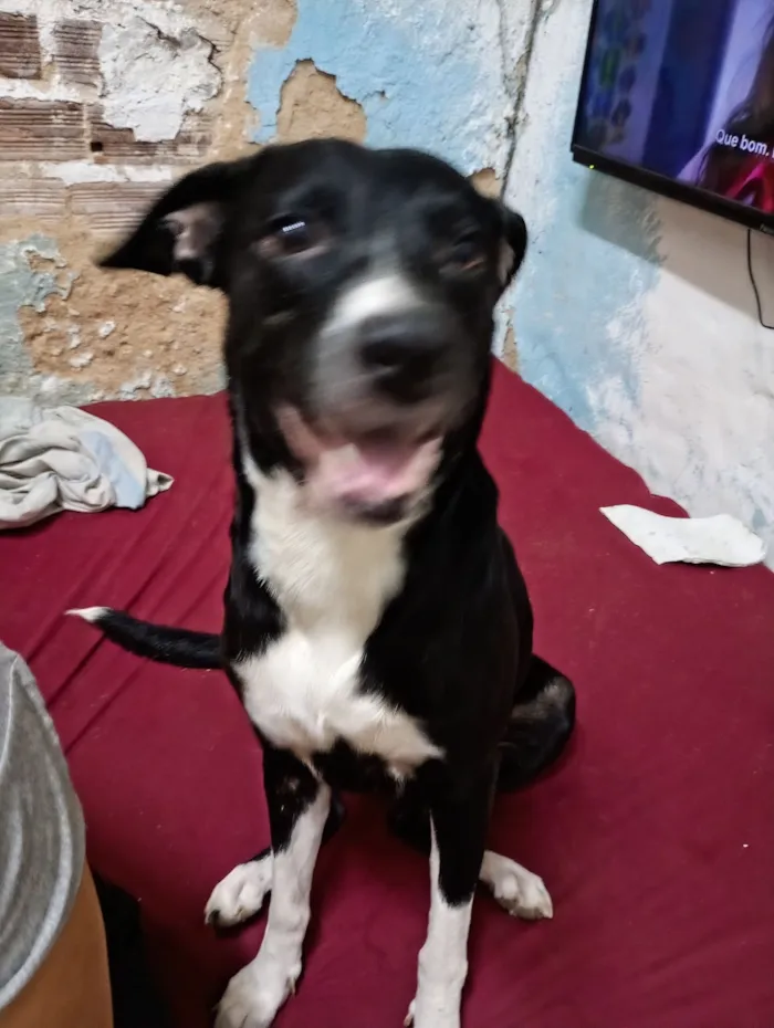 Cachorro raça SRD-ViraLata idade 2 anos nome preta