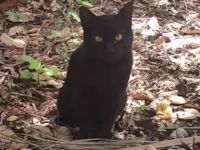 Gato raça SRD-ViraLata idade 1 ano nome sem nome :(