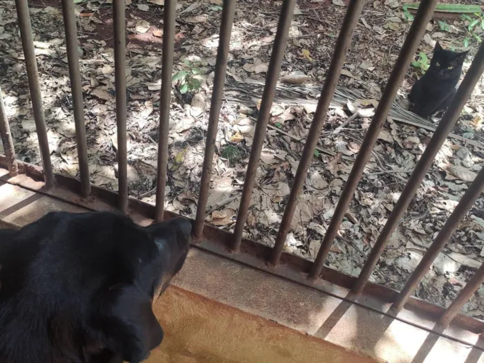 Gato raça SRD-ViraLata idade 1 ano nome sem nome :(