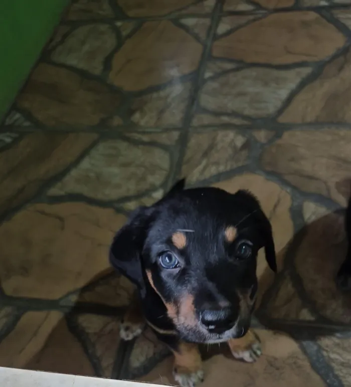 Cachorro raça SRD-ViraLata idade Abaixo de 2 meses nome Não tem nome