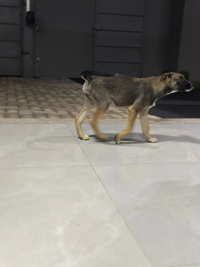 Cachorro raça SRD-ViraLata idade 2 a 6 meses nome Sem nome 