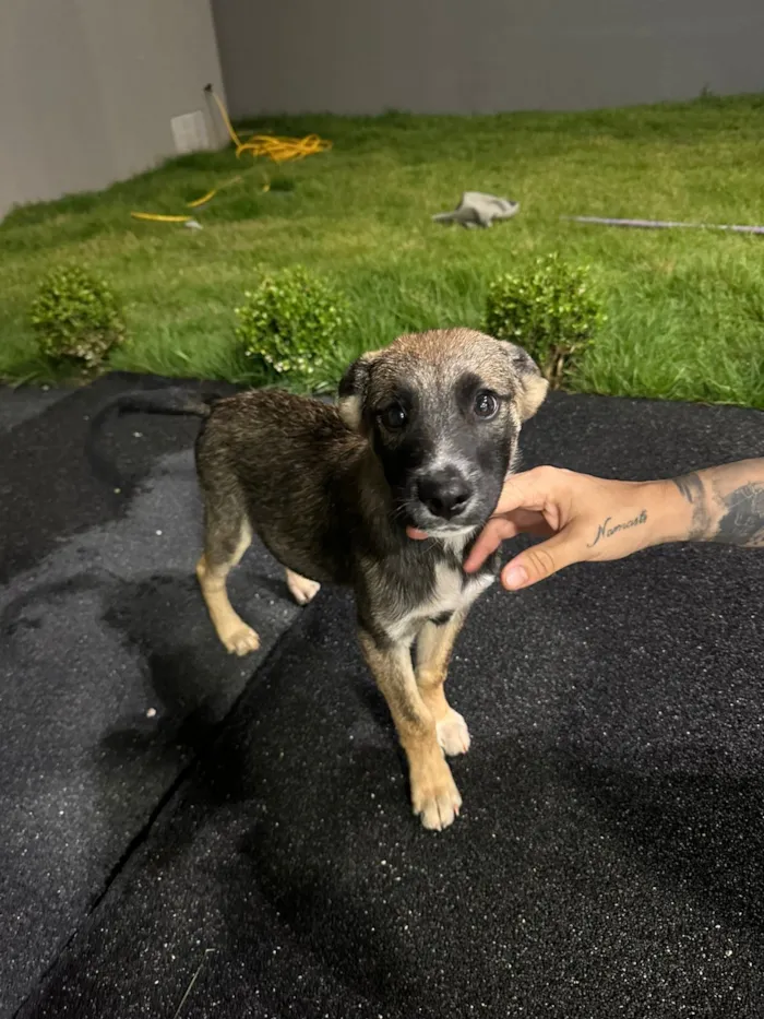 Cachorro raça SRD-ViraLata idade 2 a 6 meses nome Sem nome 