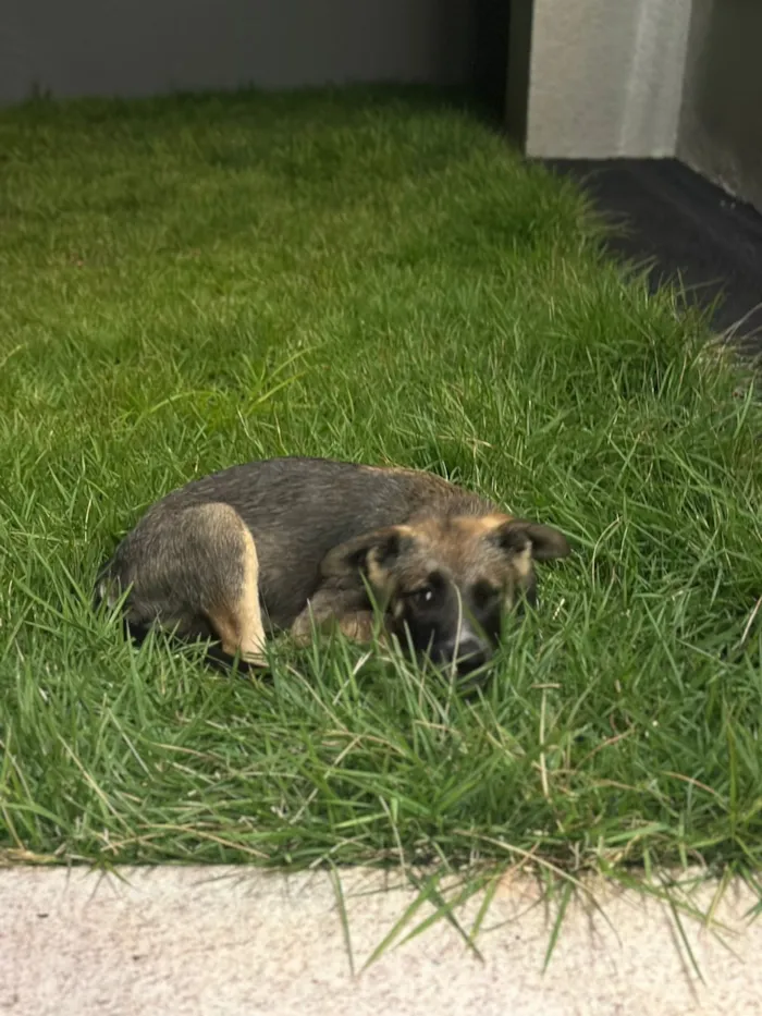 Cachorro raça SRD-ViraLata idade 2 a 6 meses nome Sem nome 