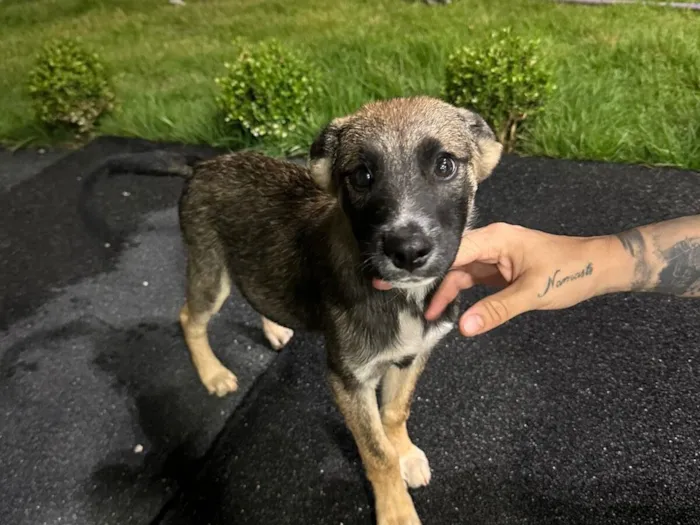 Cachorro raça SRD-ViraLata idade 2 a 6 meses nome Sem nome 