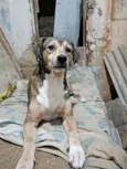 Cachorro raça SRD-ViraLata idade 6 ou mais anos nome Nemo/Negrão/Leon