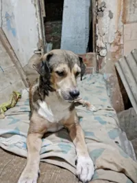 Cachorro raça SRD-ViraLata idade 6 ou mais anos nome Nemo/Negrão/Leon