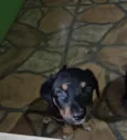 Cachorro raça SRD-ViraLata idade Abaixo de 2 meses nome Sem nome