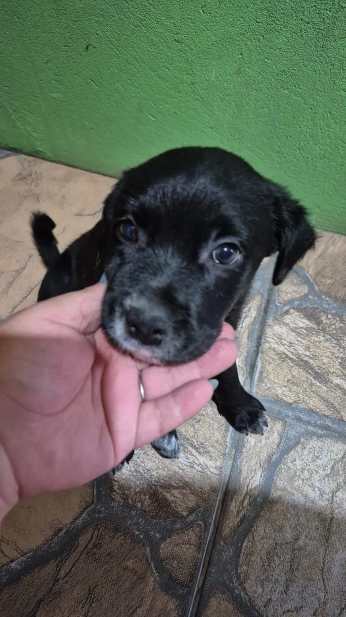 Cachorro raça SRD-ViraLata idade Abaixo de 2 meses nome Sem nome