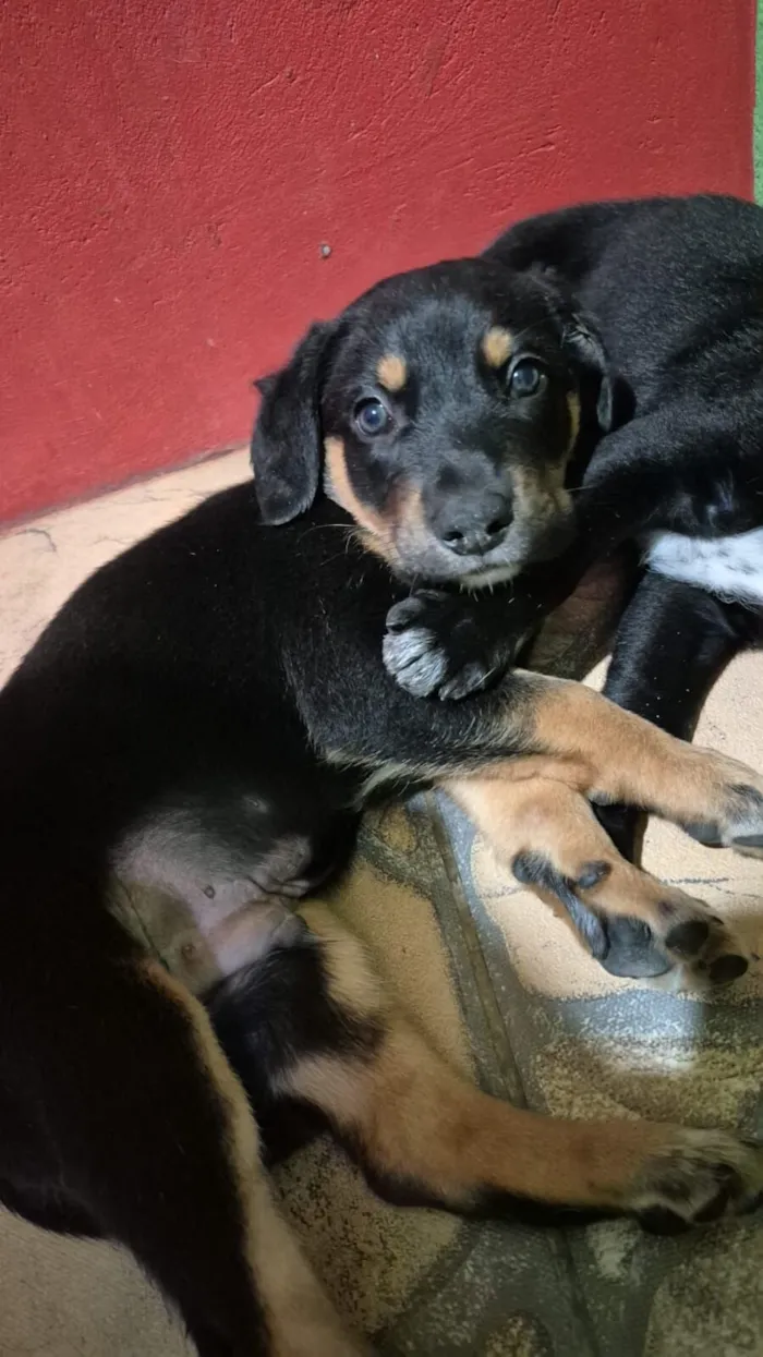 Cachorro raça SRD-ViraLata idade Abaixo de 2 meses nome Sem nome