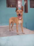 Cachorro raça SRD-ViraLata idade 1 ano nome Auca