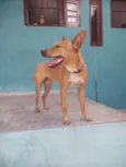 Cachorro raça SRD-ViraLata idade 1 ano nome Auca