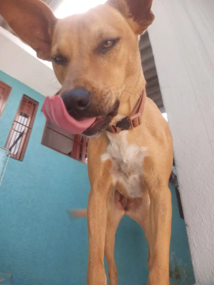 Cachorro raça SRD-ViraLata idade 1 ano nome Auca