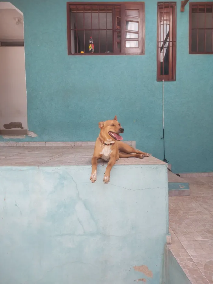 Cachorro raça SRD-ViraLata idade 1 ano nome Auca
